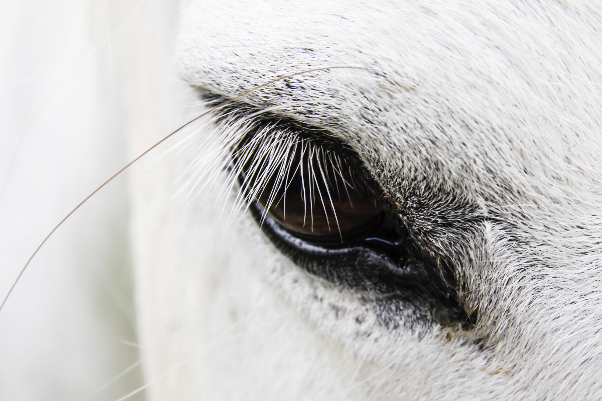 Detailaufnahme eines Pferdeauges mit langen Wimpern – VDHP e.V. – Verband der Hufpfleger e.V.